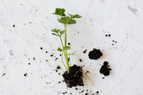 green seedling of parsley plant