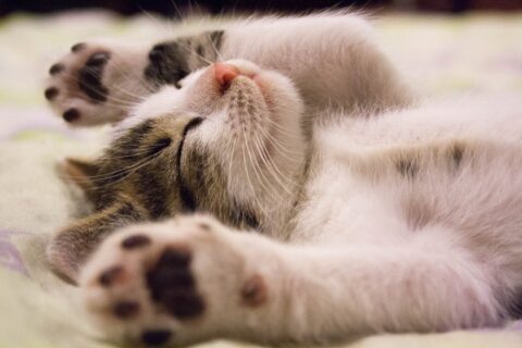 kitten lying on surface