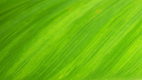 green textile